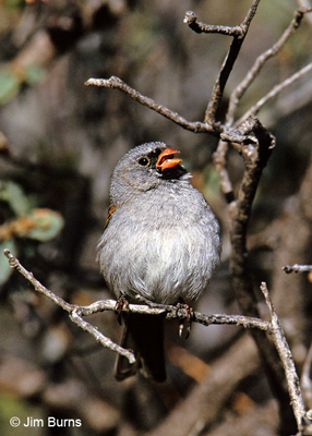 Black-chinned Sparrow male singing