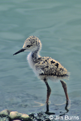 Black-necked Stilt chick