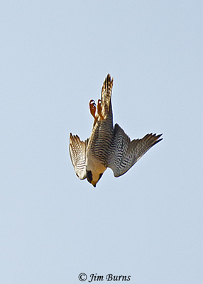 Peregrine Falcon