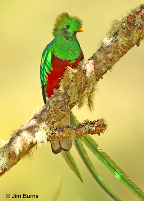 Resplendent Quetzal male