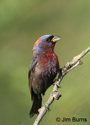 Varied Bunting male