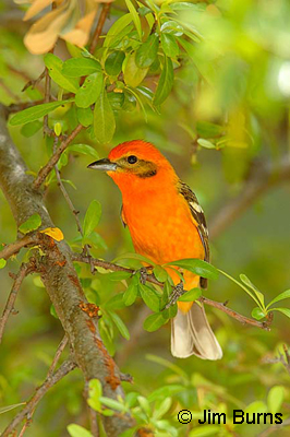 Flame-colored Tanager