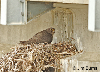 Gryfalcon