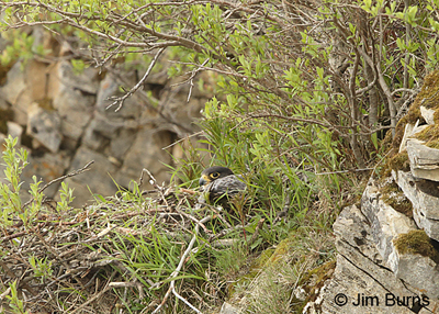PeregrineFalcon