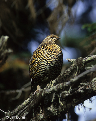 Spruce Grouse