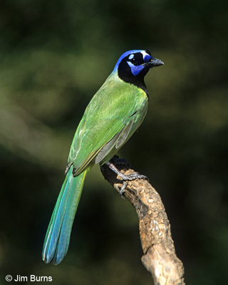 Green Jay
