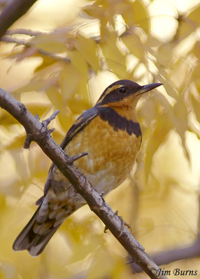 Varied Thrush