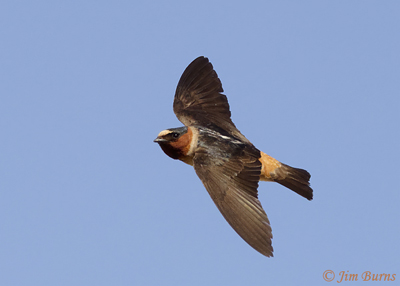 Cliff Swallow