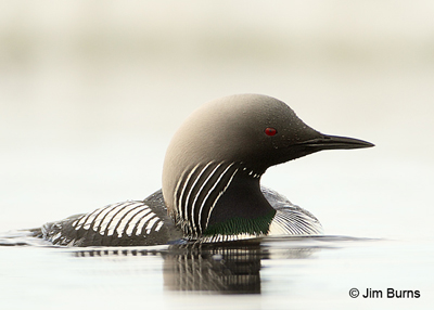 Pacific Loon, ice pool