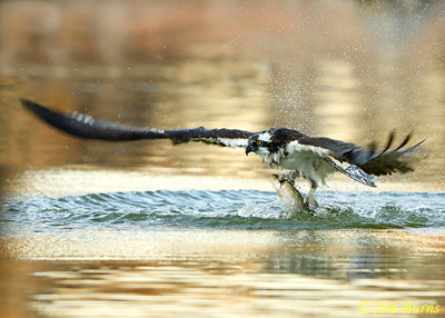 Osprey rising
