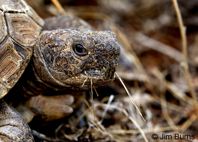 Sonoran Desert Tortoise