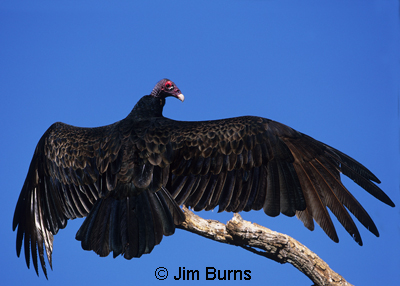Turkey Vulture