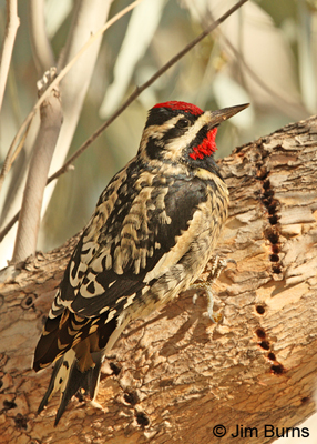 Yellow-bellied Sapsucker showing upper mandible overbite