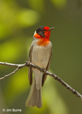 Red-faced Warbler