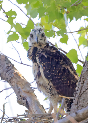 Common Black Hawk Nestling--9402