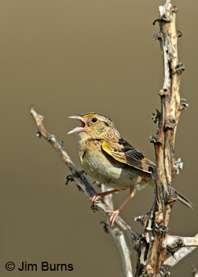 Grasshopper Sparrow