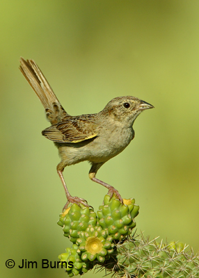 Cassin's Sparrow