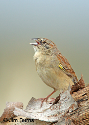 Botteri's Sparrow