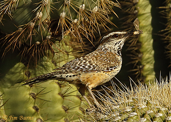 Cactus Wren with moth for nestlings