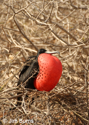 Magnificent Frigatebird