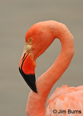 Greater Flamingo