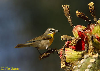 Yellow-breasted Chat