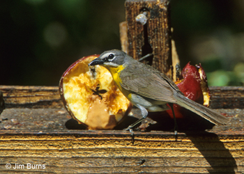Yellow-breasted Chat