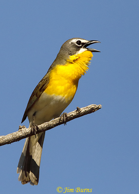 Yellow-breasted Chat