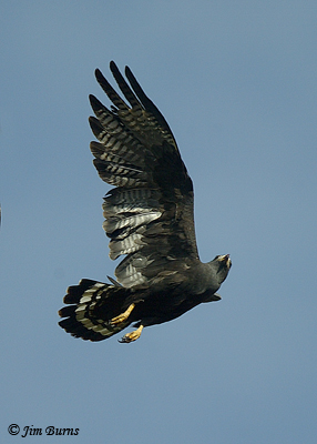 Zone-tailed Hawk
