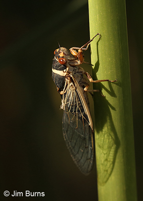 Cicada