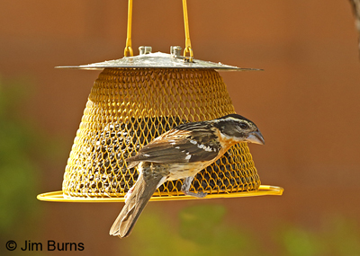 Black-headed Grosbeak female at seed feeder