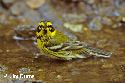 Townsend's Warbler