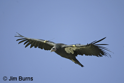California Condor in flight