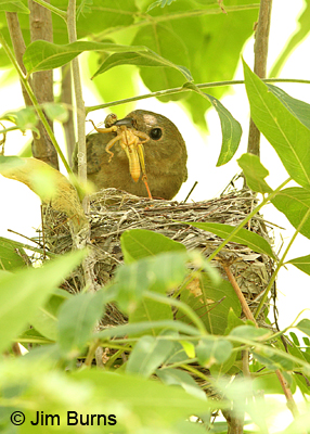 Varied Bunting with grasshopper