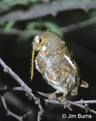 Elf Owl with centipede