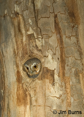 Elf Owl in sycamore