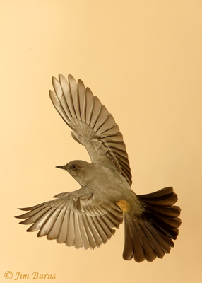 Grandchild of the Wind