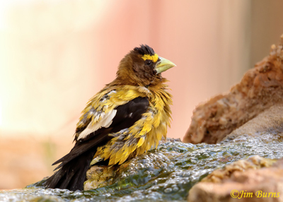 Evening Grosbeak male bathing--3694