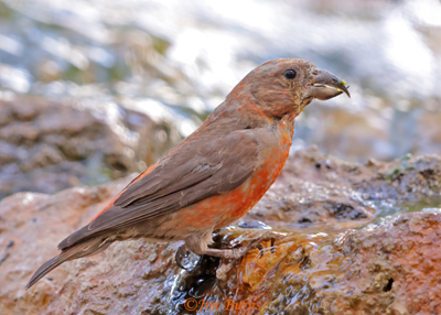 Red Crossbill adult male at waterhole #2--5537