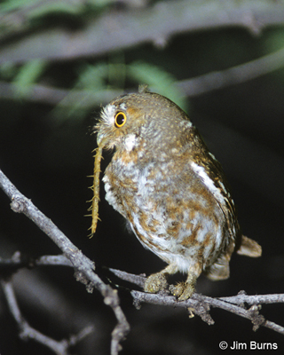 Elf Owl with centipede