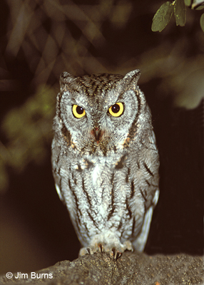 Western Screech-Owl, blood on beak