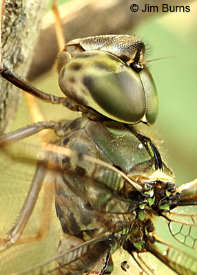 The Original Realtree