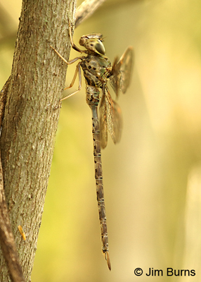 Bar-sided Darner male