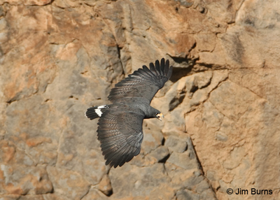 Common Black Hawk over the Verde Valley