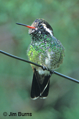 White-eared Hummingbird