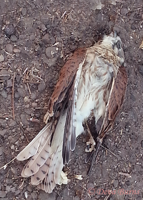 American Kestrel juvenile female heat related death