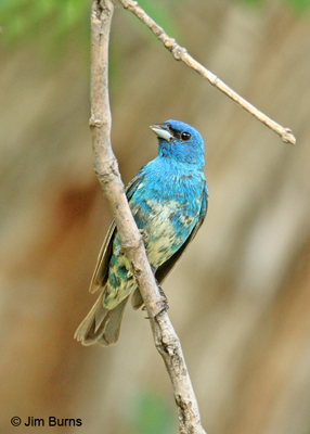 Indigo Bunting first summer male