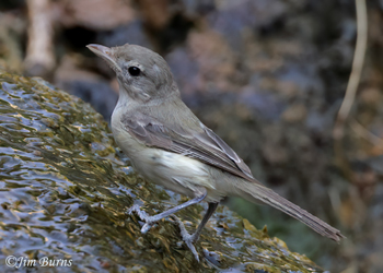 Bell's Vireo juvenile