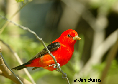 Scarlet Tanager
