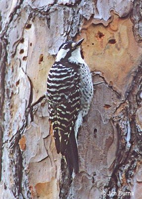 Red-cockaded Woodpecker at breakfast